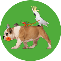 Pets